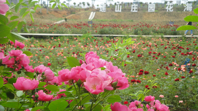 蓮山莊園花海